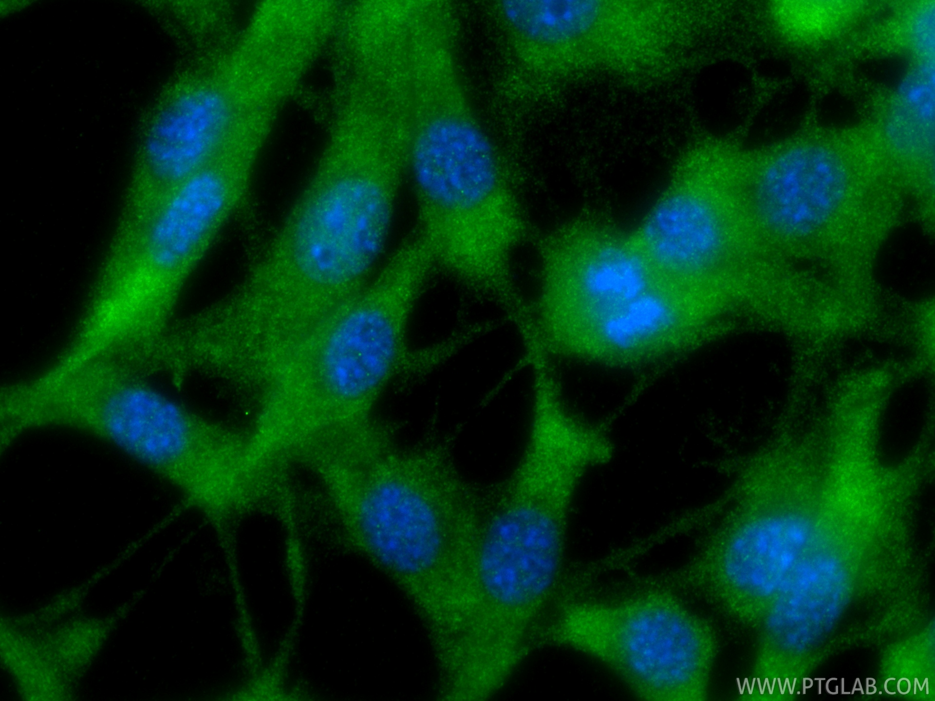 IF Staining of NIH/3T3 using 83199-2-RR IF Staining of NIH/3T3 using 83199-2-RR