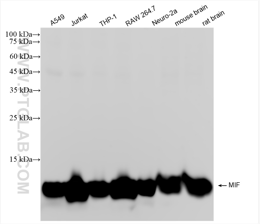 WB analysis using 83199-2-RR (same clone as 83199-2-PBS)