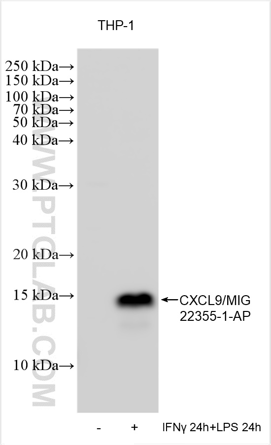 WB analysis using 22355-1-AP