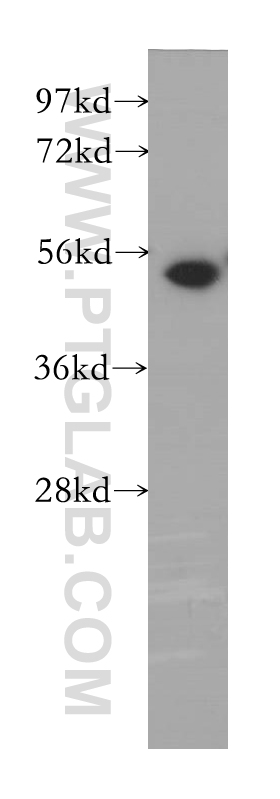 WB analysis of HEK-293 using 12214-1-AP