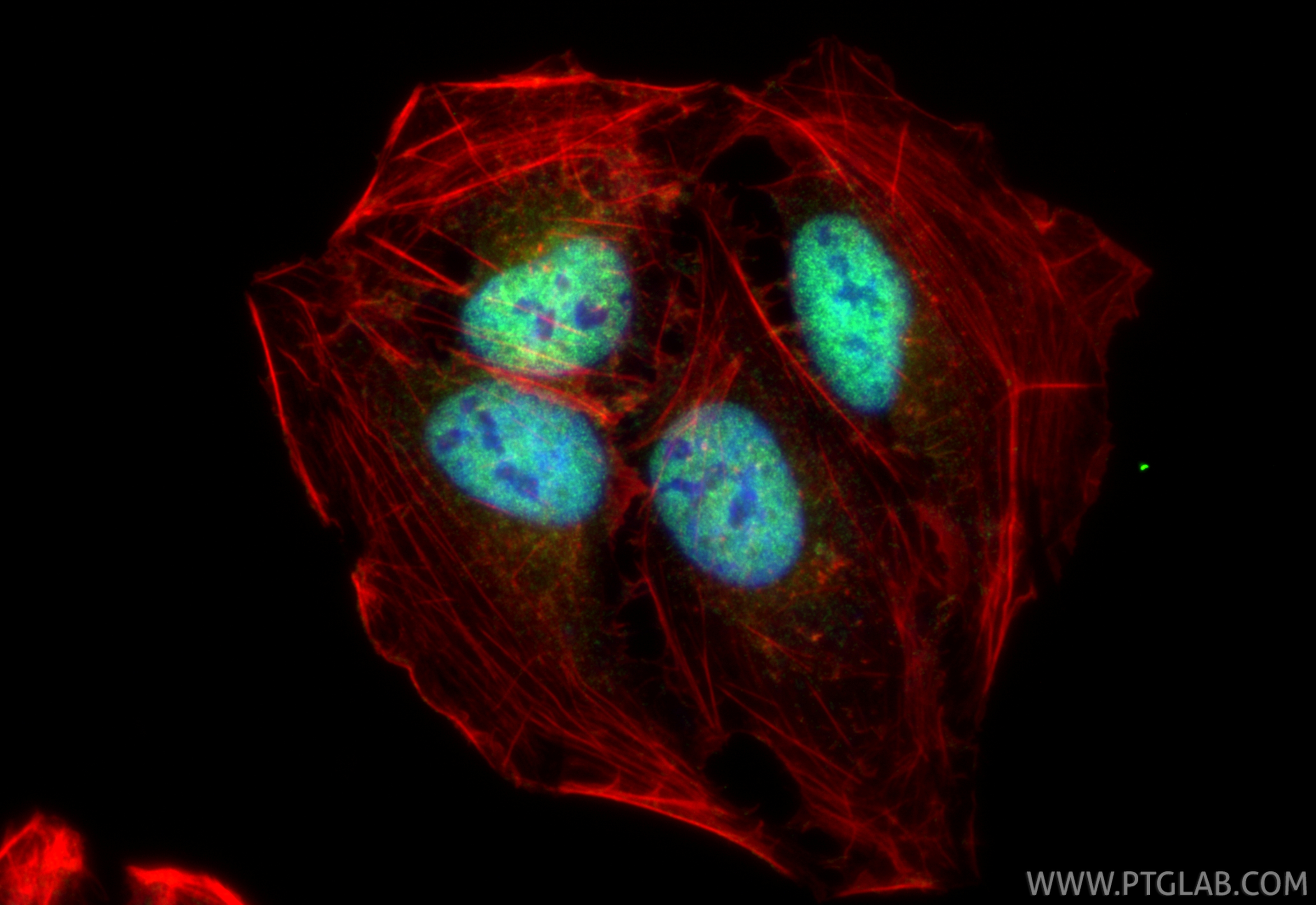 IF Staining of U2OS using 26478-1-AP
