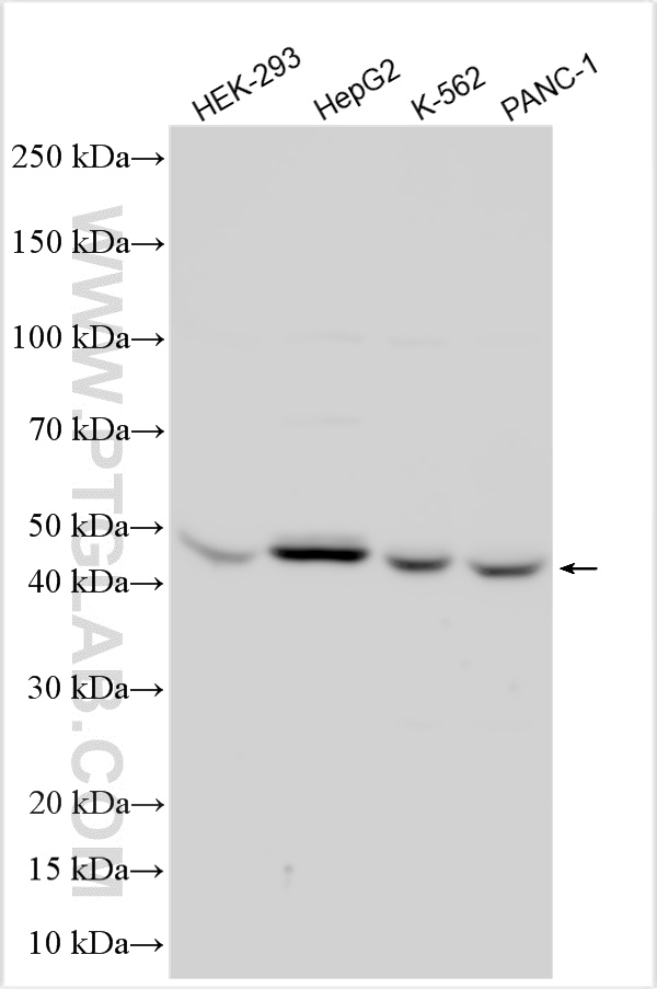 WB analysis using 24764-1-AP