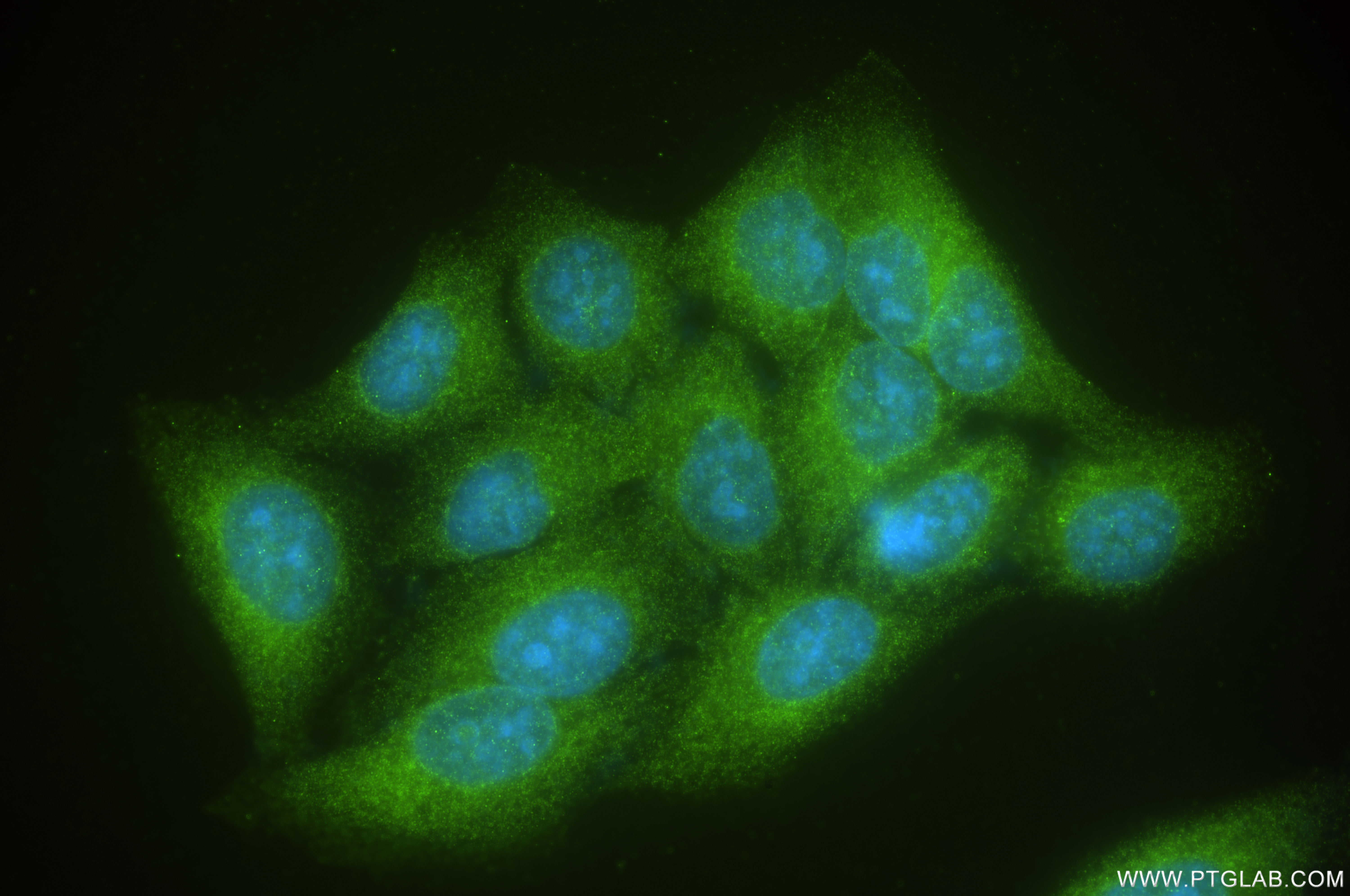 IF Staining of HepG2 using 87117-4-RR (same clone as 87117-4-PBS)