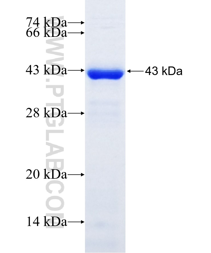 MINPP1 fusion protein Ag21410 SDS-PAGE