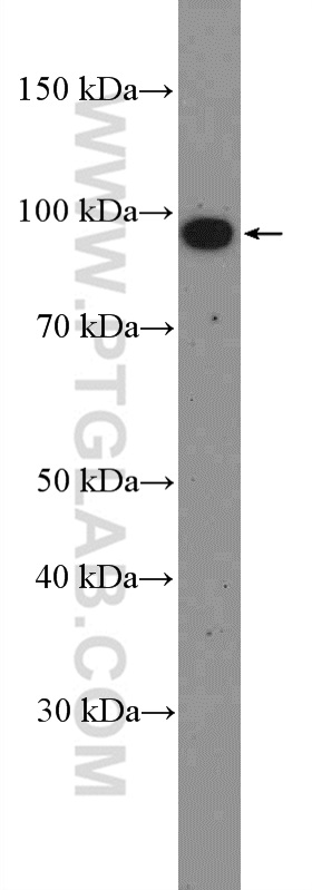 MIOS Polyclonal antibody