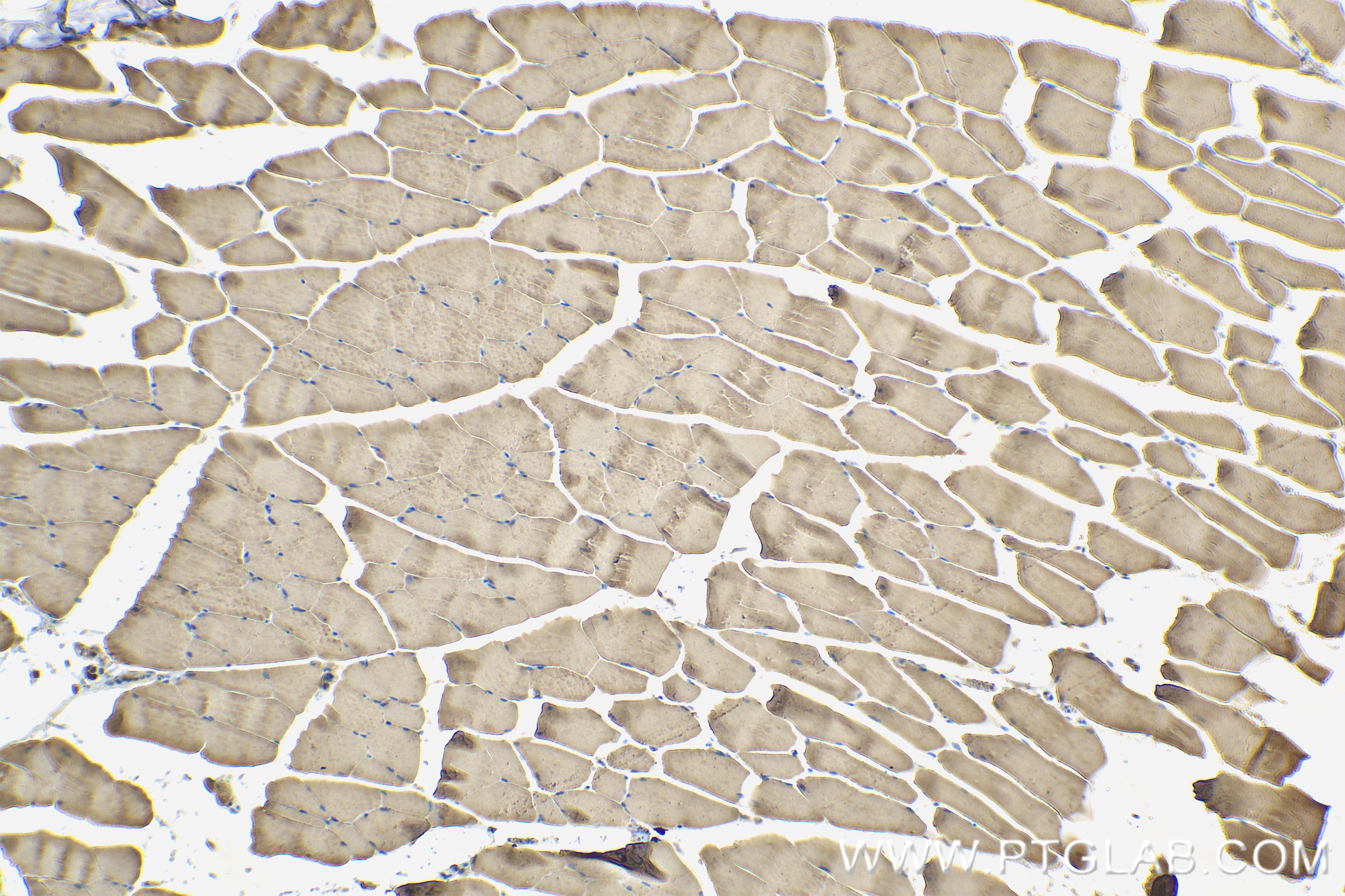 Immunohistochemical analysis of paraffin-embedded mouse skeletal muscle tissue slide using 83856-4-RR (MIOS antibody) at dilution of 1:400 (under 10x lens). Heat mediated antigen retrieval with Tris-EDTA buffer (pH 9.0). IHC staining of mouse skeletal muscle using 83856-4-RR