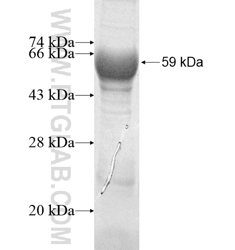 MIOX fusion protein Ag11829 SDS-PAGE