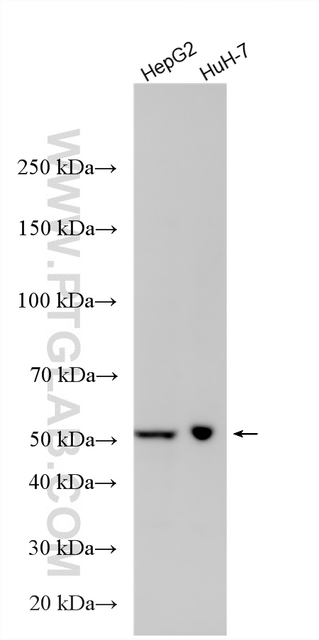 WB analysis using 14158-1-AP (same clone as 14158-1-PBS) WB analysis using 14158-1-AP (same clone as 14158-1-PBS)