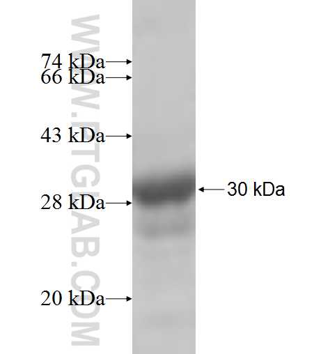 MIPOL1 fusion protein Ag5641 SDS-PAGE MIPOL1 fusion protein Ag5641 SDS-PAGE
