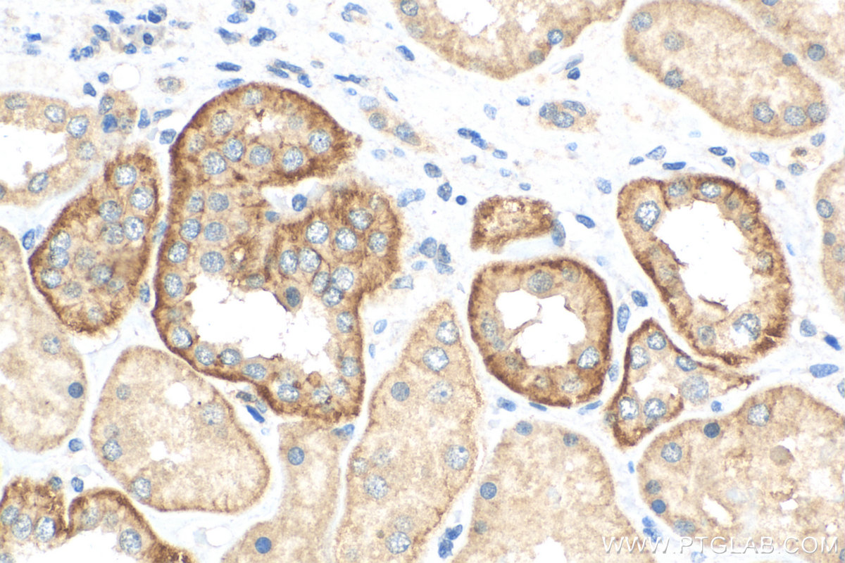 IHC staining of human kidney using 17264-1-AP