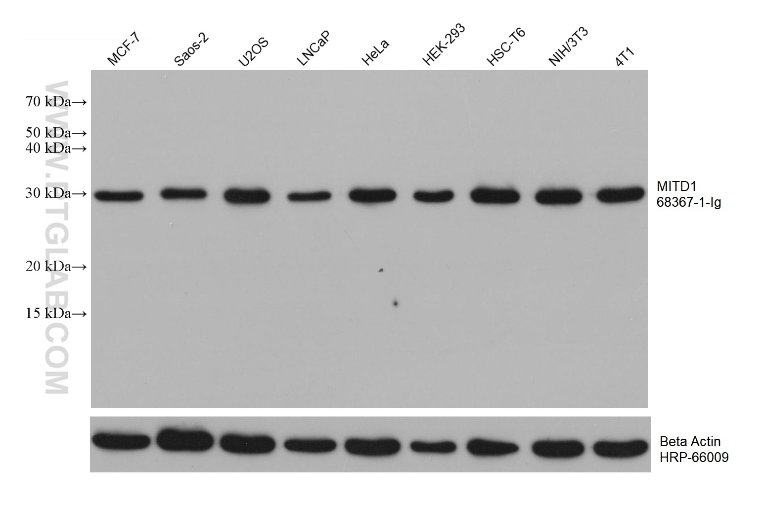 WB analysis using 68367-1-Ig