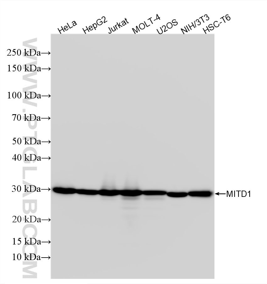 WB analysis using 88031-1-RR (same clone as 88031-1-PBS) WB analysis using 88031-1-RR (same clone as 88031-1-PBS)