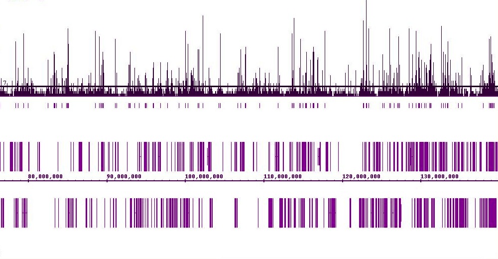 MITF antibody (mAb) (Clone C5.D5) | Proteintech | 武汉三鹰生物技术有限公司