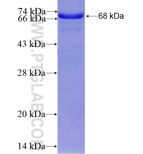 MKL1 fusion protein Ag15240 SDS-PAGE
