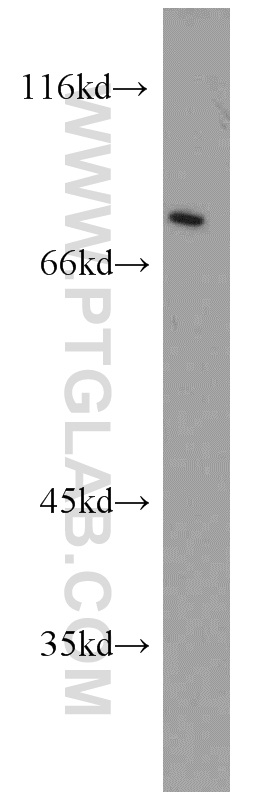 Muskelin Polyclonal antibody