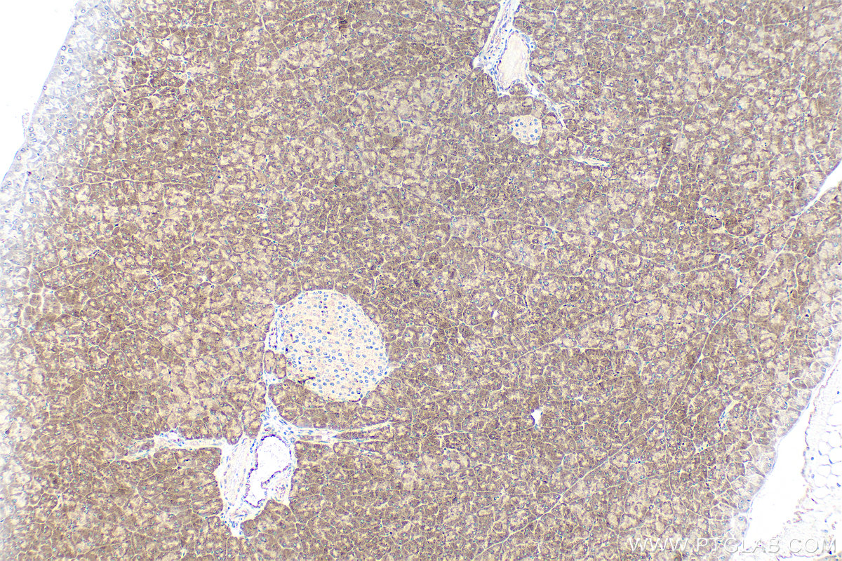 IHC staining of mouse pancreas using 10136-1-AP