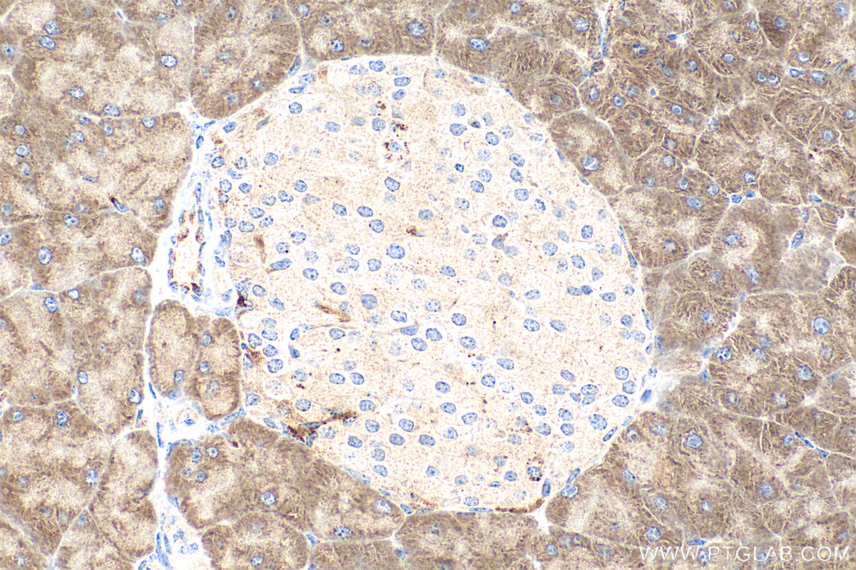 IHC staining of mouse pancreas using 10136-1-AP