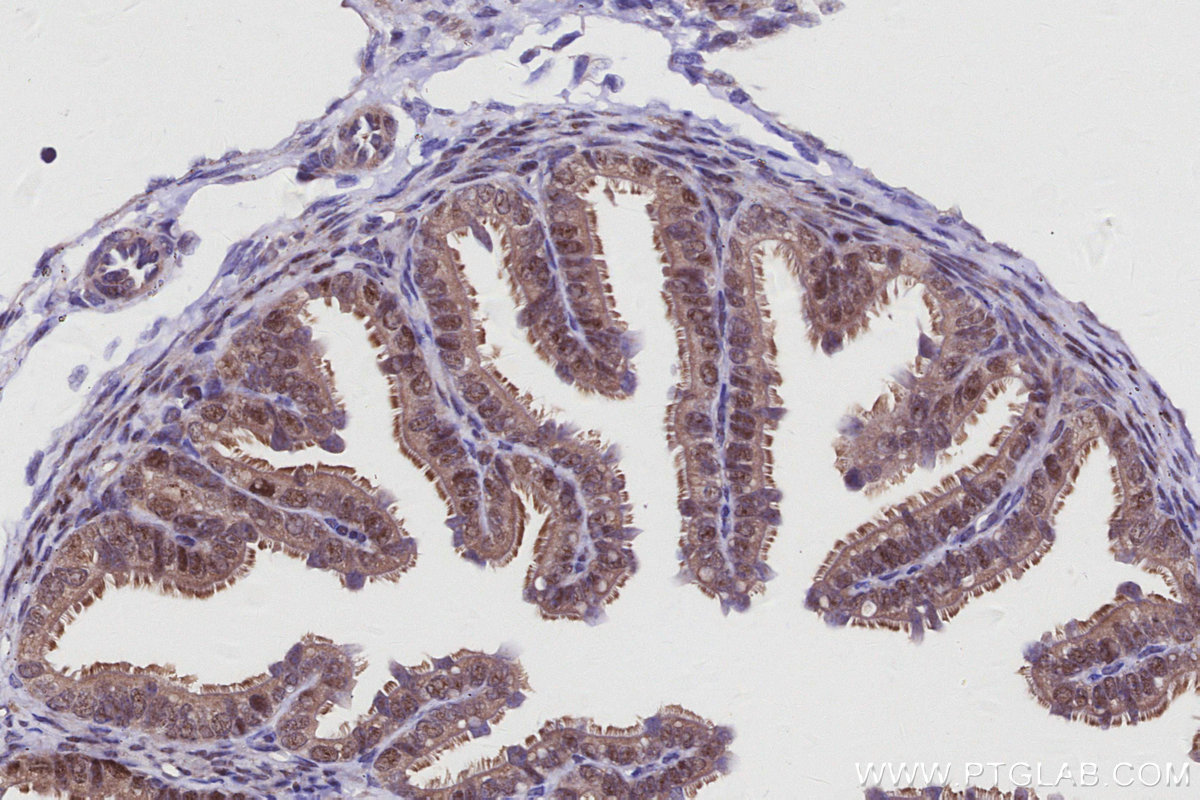 IHC staining of mouse ovary using 83235-1-RR