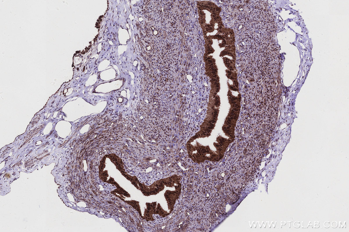 IHC staining of rat ovary using 83235-1-RR