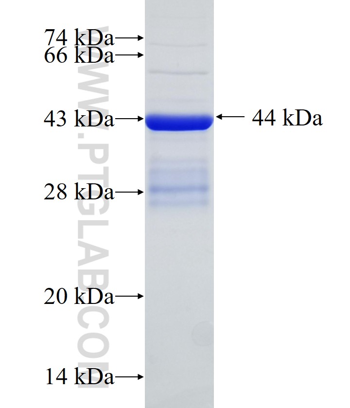 MKNK2 fusion protein Ag10546 SDS-PAGE