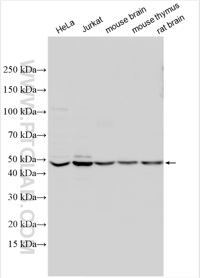 WB analysis using 12773-1-AP