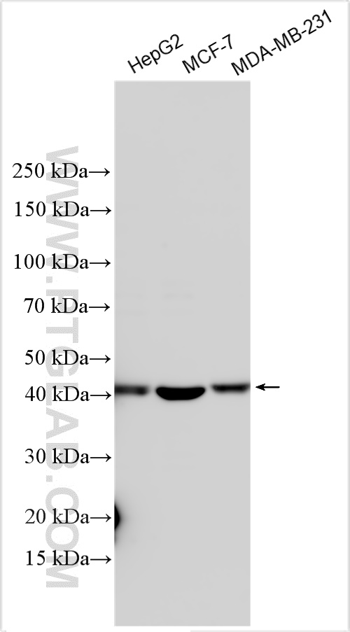 WB analysis using 27012-1-AP