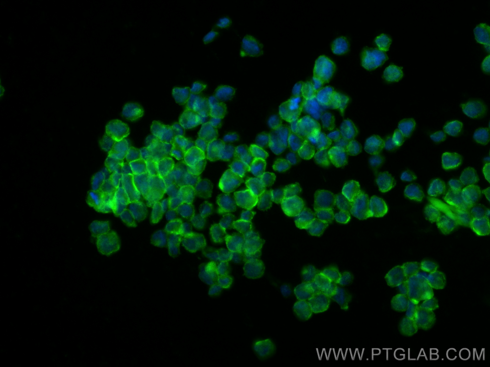 IF Staining of THP-1 using 26038-1-AP