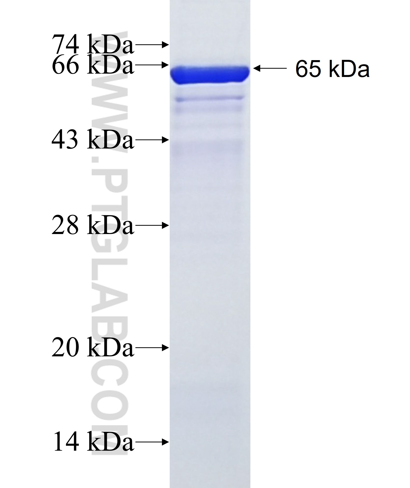 MLH1 fusion protein Ag2319 SDS-PAGE