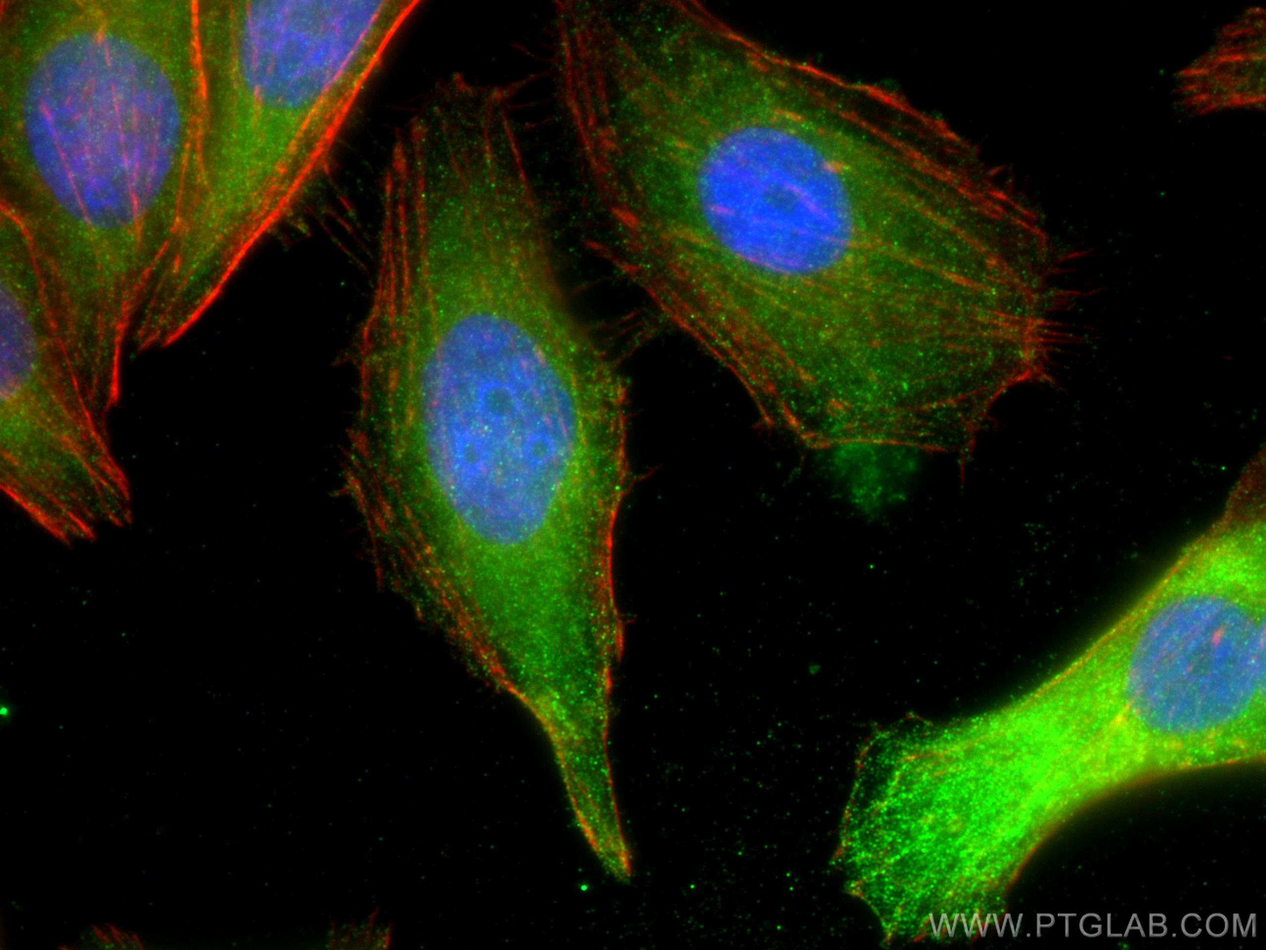 IF Staining of HepG2 using 21066-1-AP