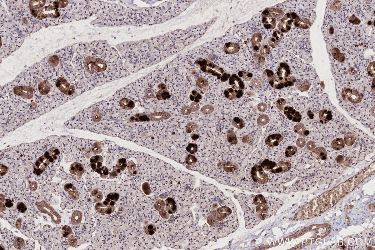 IHC staining of rat salivary gland using 66675-1-Ig