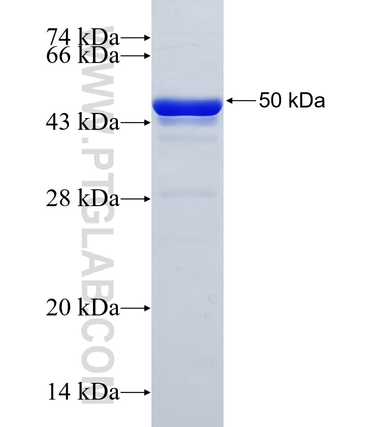 MLL4 fusion protein Ag35385 SDS-PAGE