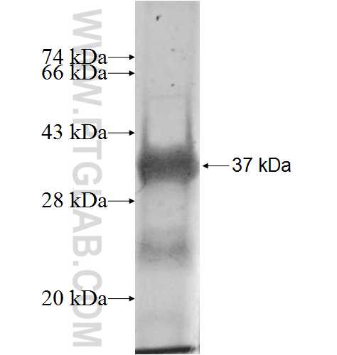 MLLT6 fusion protein Ag8412 SDS-PAGE MLLT6 fusion protein Ag8412 SDS-PAGE