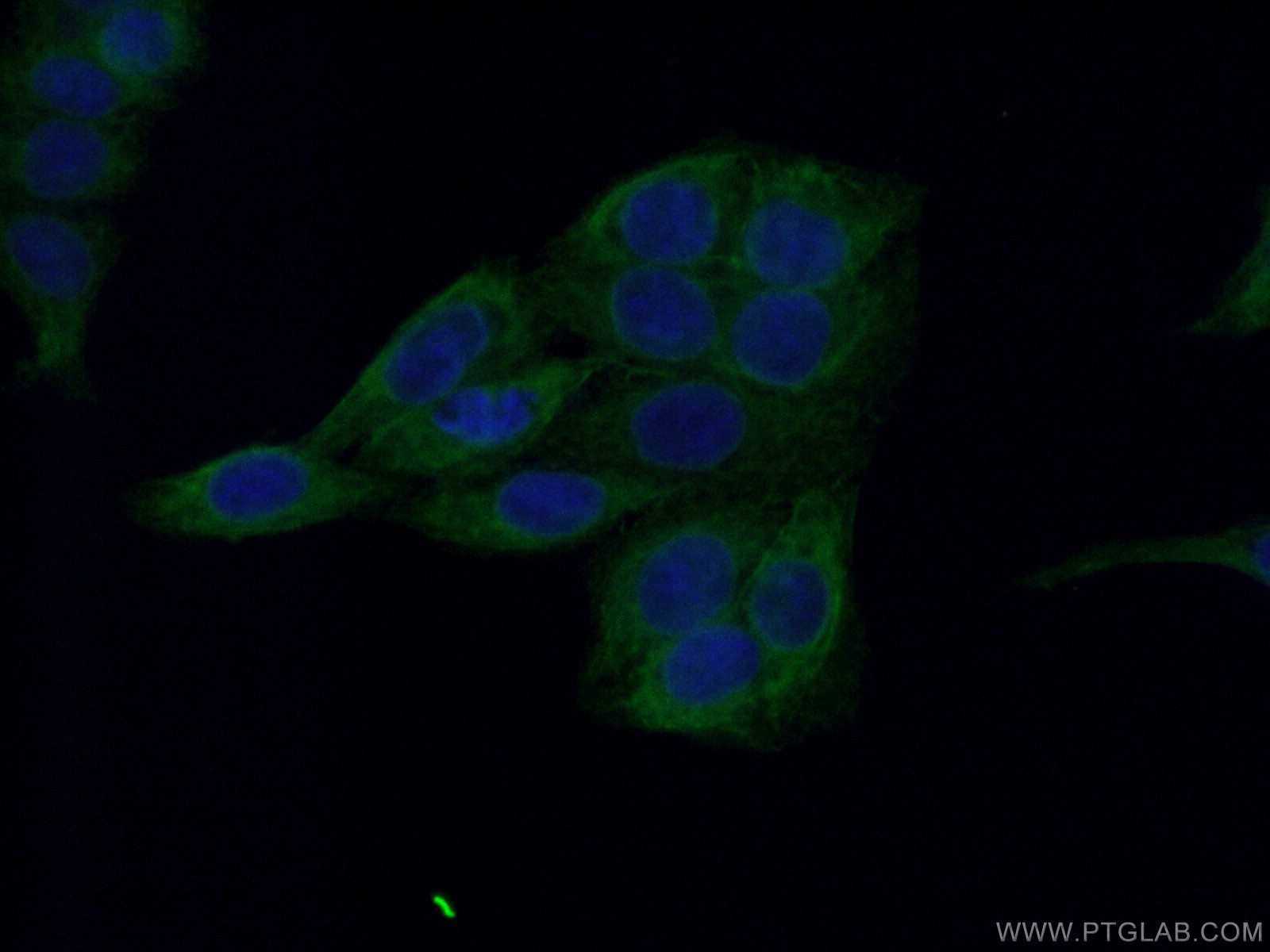 IF Staining of HepG2 using 66092-1-Ig