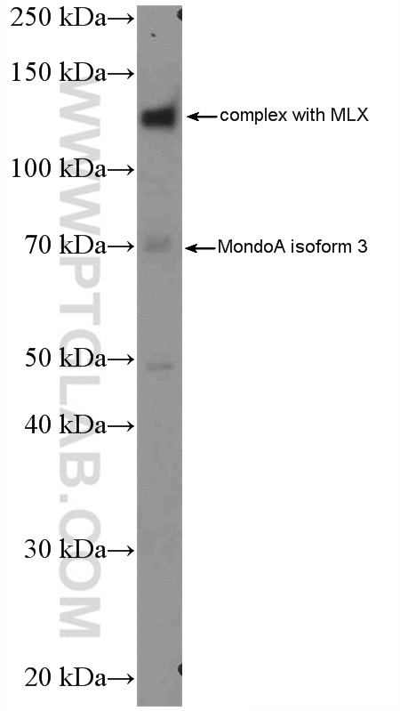 WB analysis of K-562 using 13614-1-AP