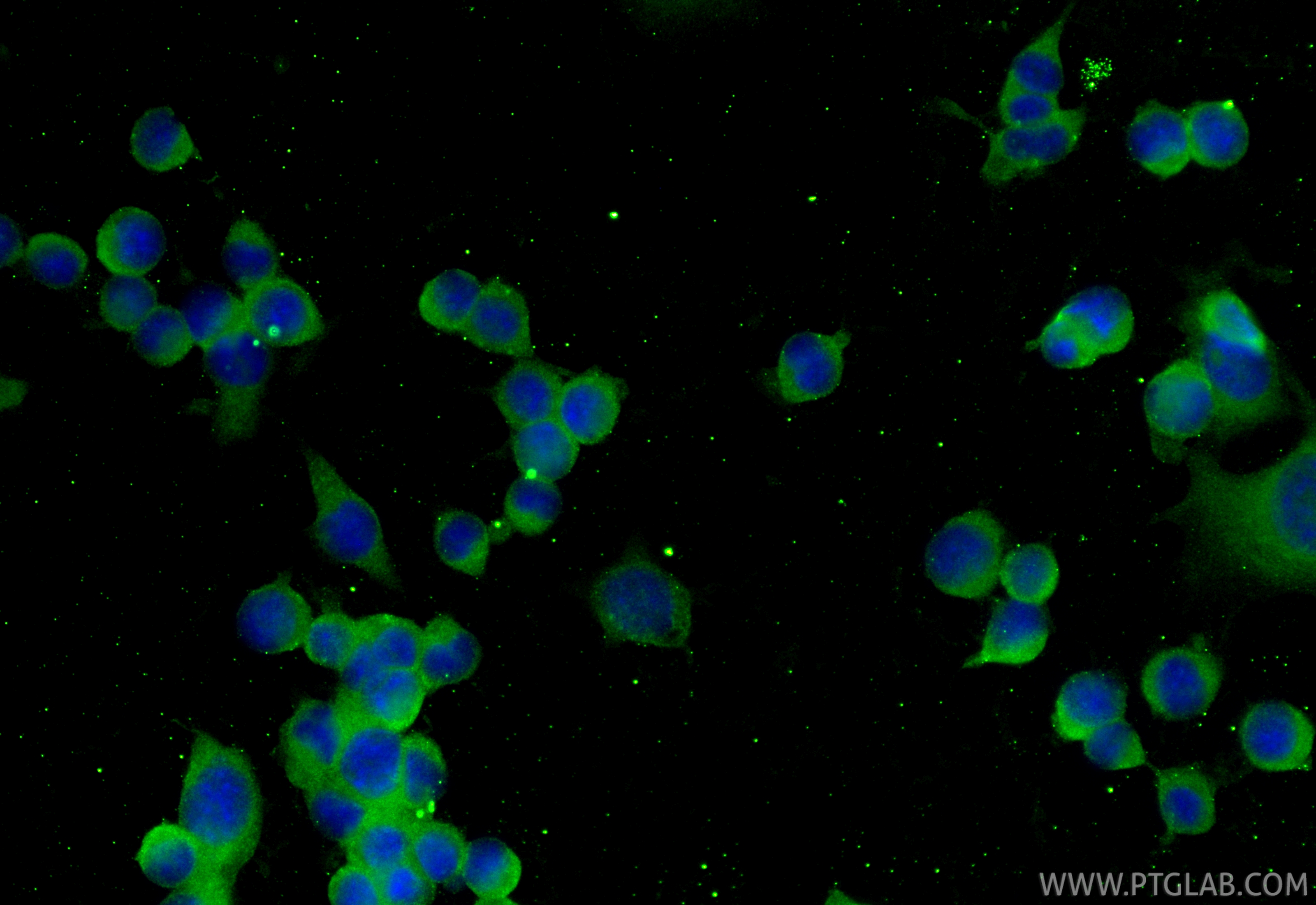 IF Staining of Neuro-2a using 68977-1-Ig (same clone as 68977-1-PBS)