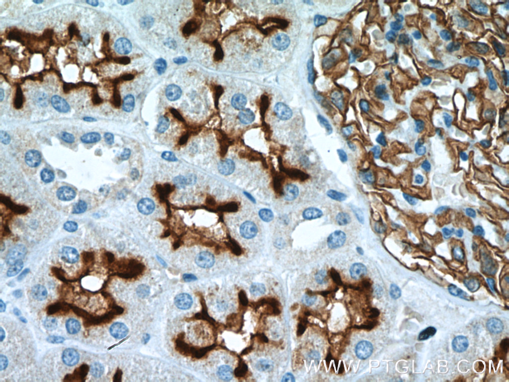 IHC staining of human kidney using 10302-1-AP