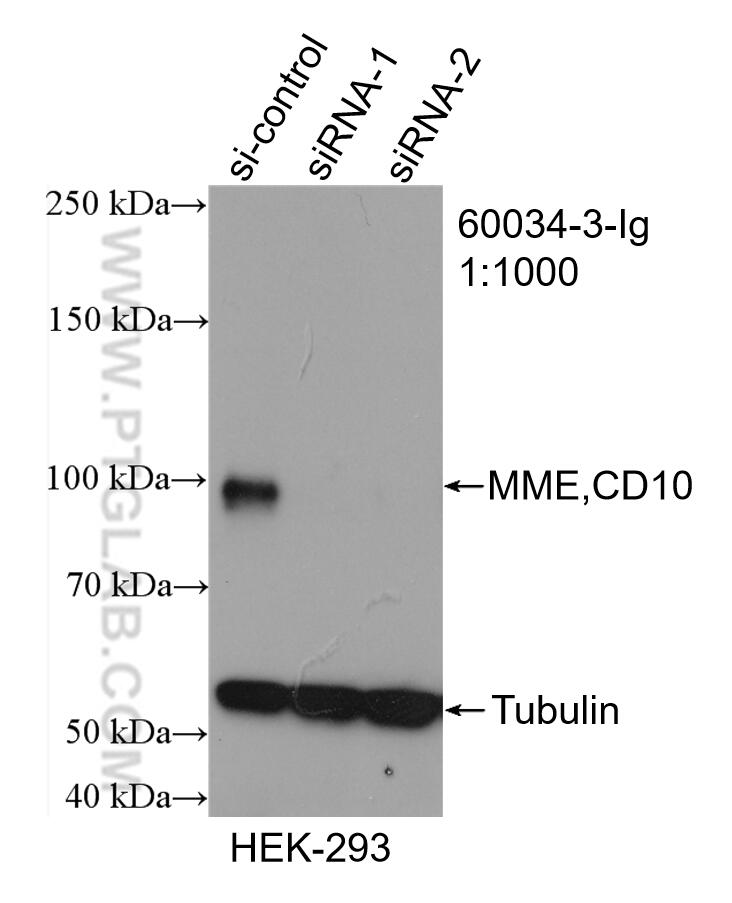 WB analysis of HEK-293 using 60034-3-Ig (same clone as 60034-3-PBS)