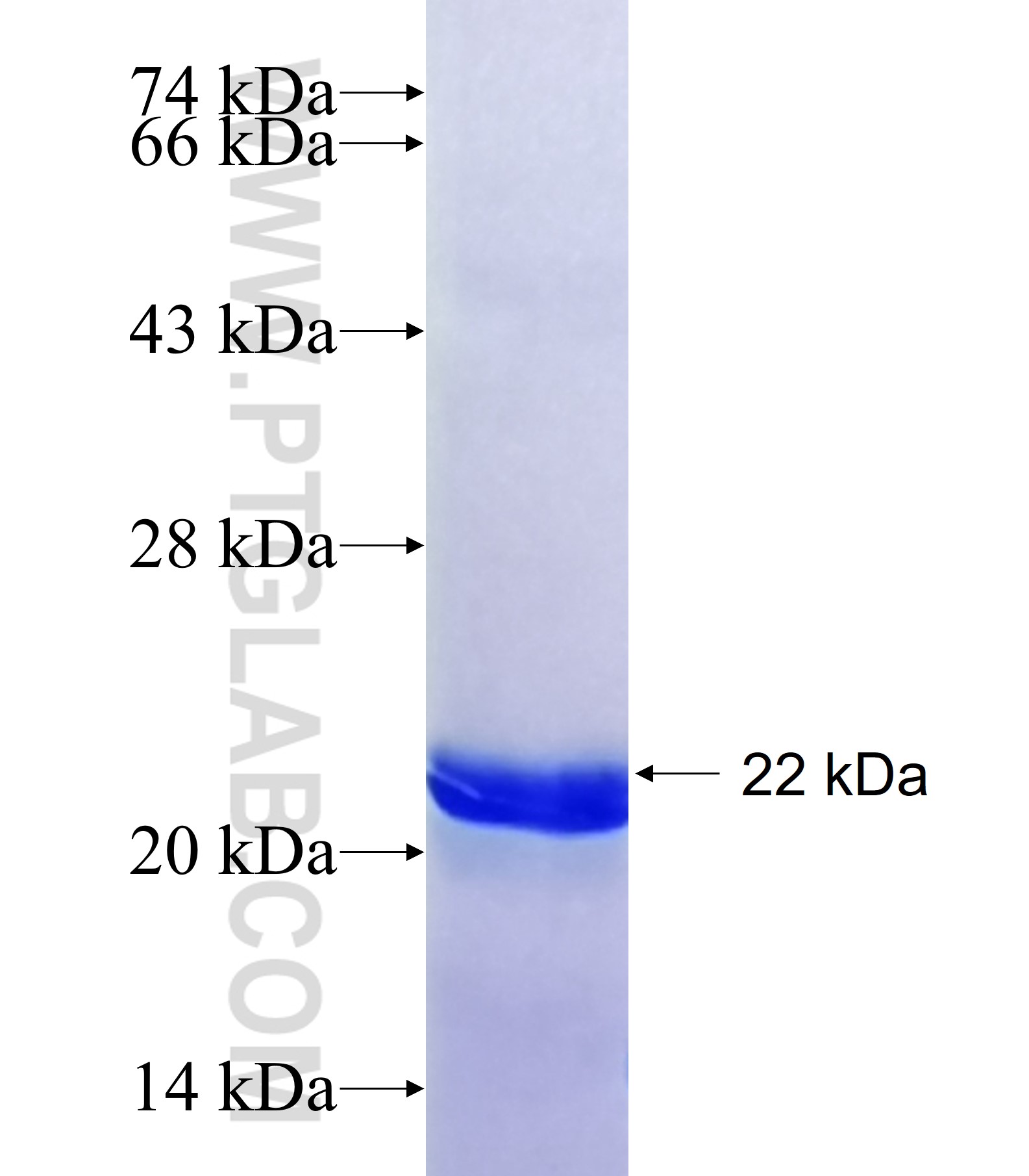 MMEL1 fusion protein Ag35864 SDS-PAGE