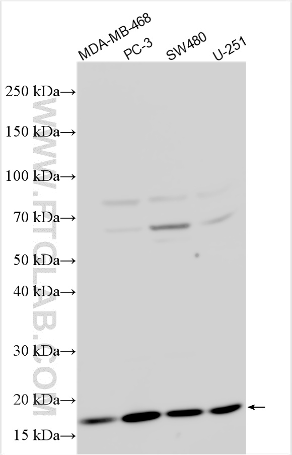 WB analysis using 31166-1-AP (same clone as 31166-1-PBS)