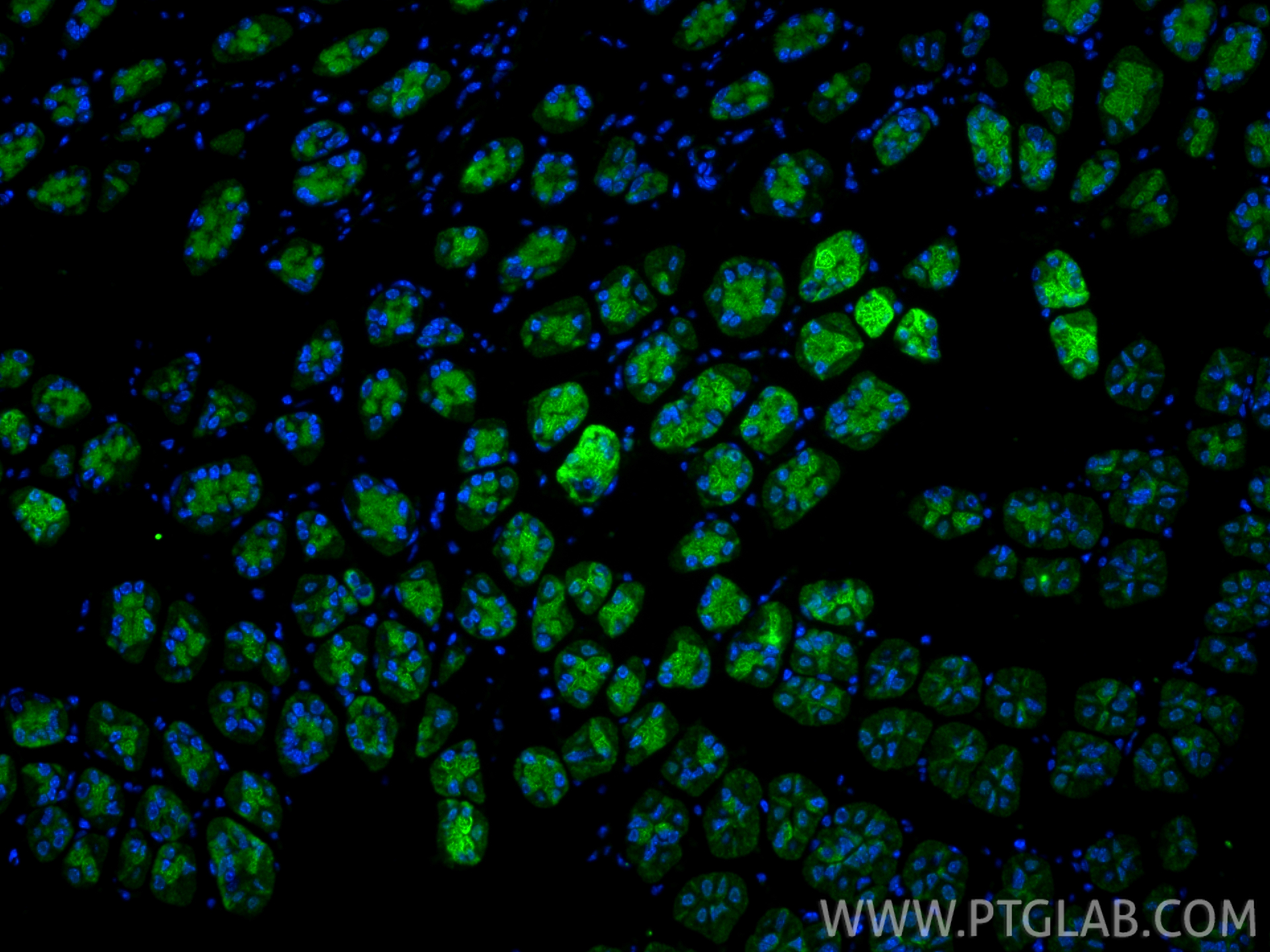IF Staining of mouse stomach using 10371-2-AP