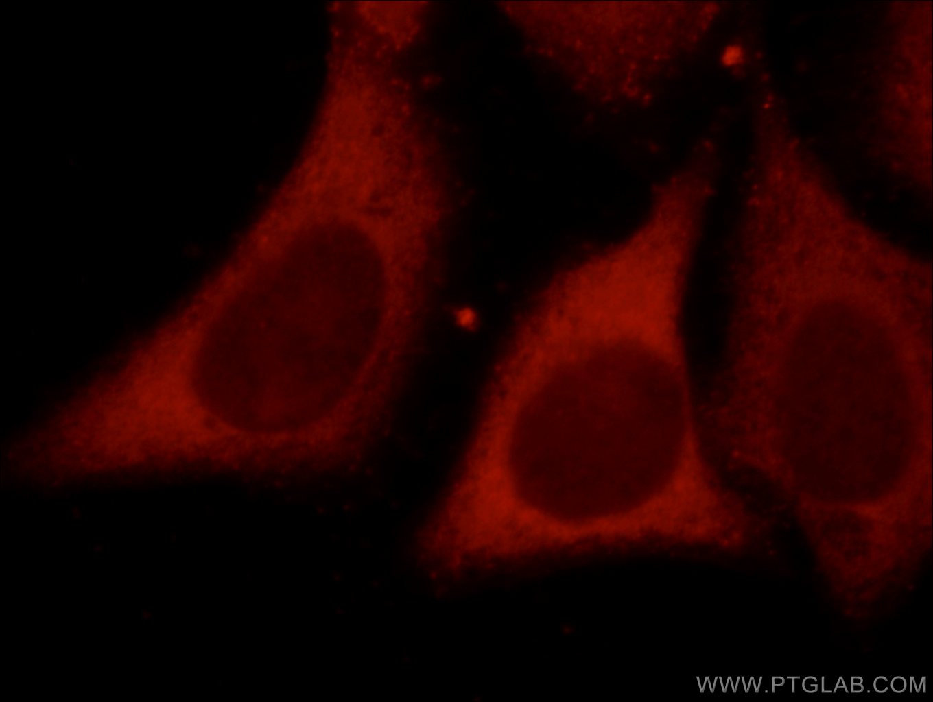 IF Staining of HepG2 using 10371-2-AP