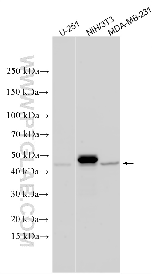 Various lysates were subjected to SDS PAGE followed by western blot with 10371-2-AP (MMP1 antibody) at dilution of 1:5000 incubated at room temperature for 1.5 hours. WB analysis using 10371-2-AP