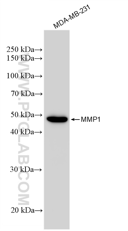 WB analysis of MDA-MB-231 using 83114-1-RR