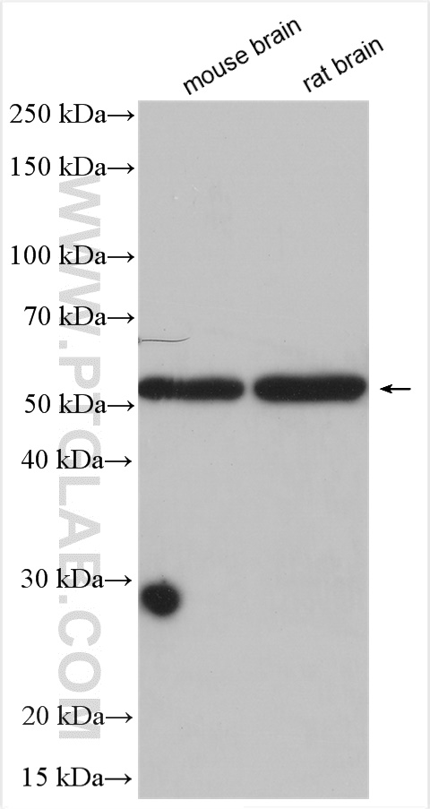 WB analysis using 22989-1-AP