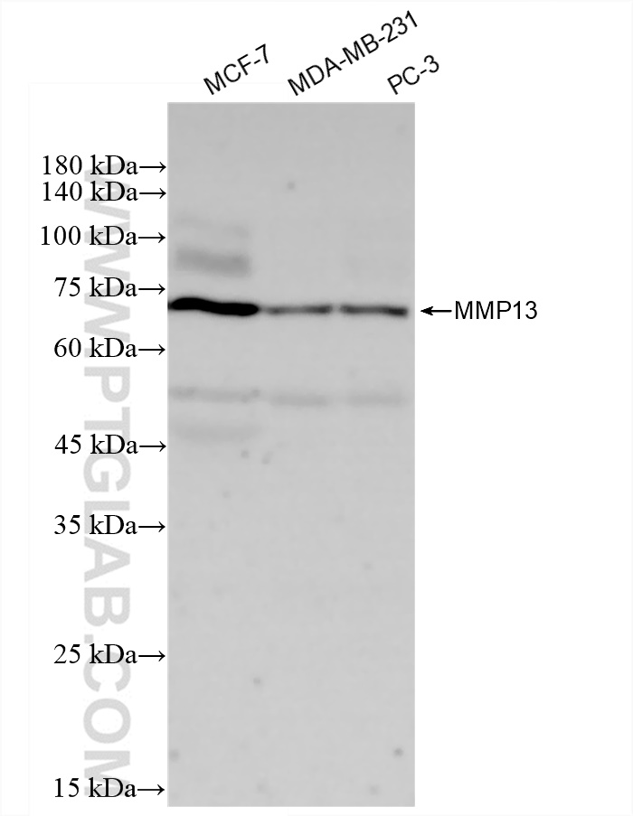 WB analysis using 83188-4-RR