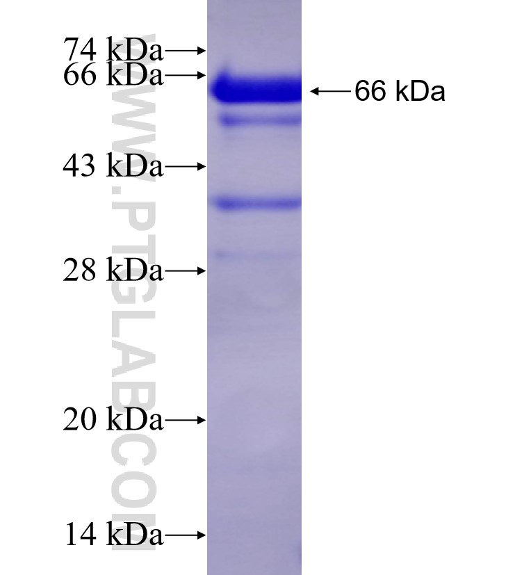 MMP13 fusion protein Ag12653 SDS-PAGE