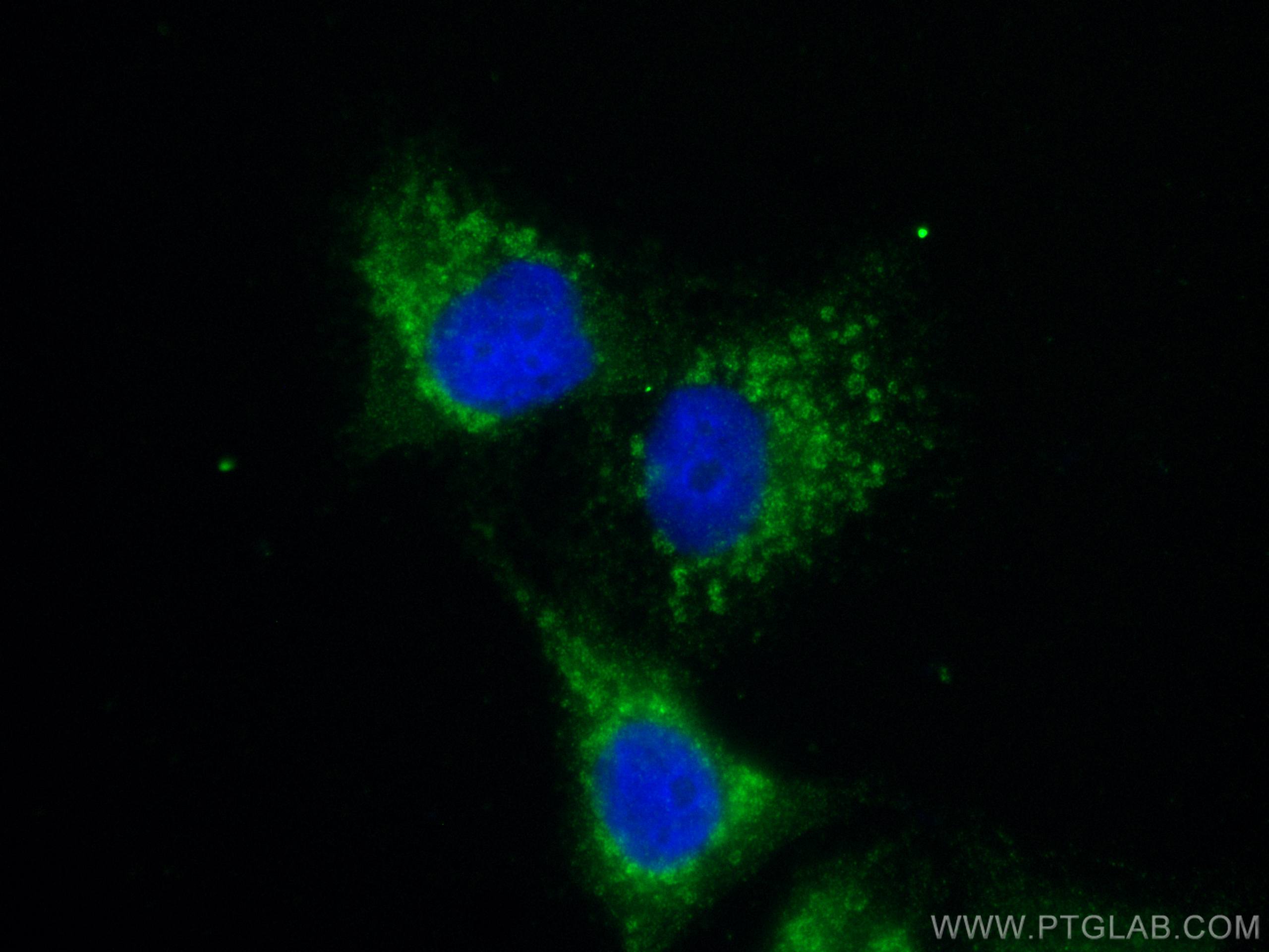 IF Staining of A549 using 29111-1-AP