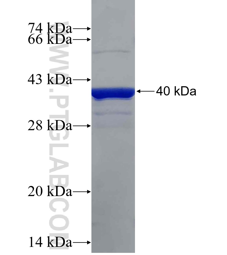 MMP14 fusion protein Ag30755 SDS-PAGE