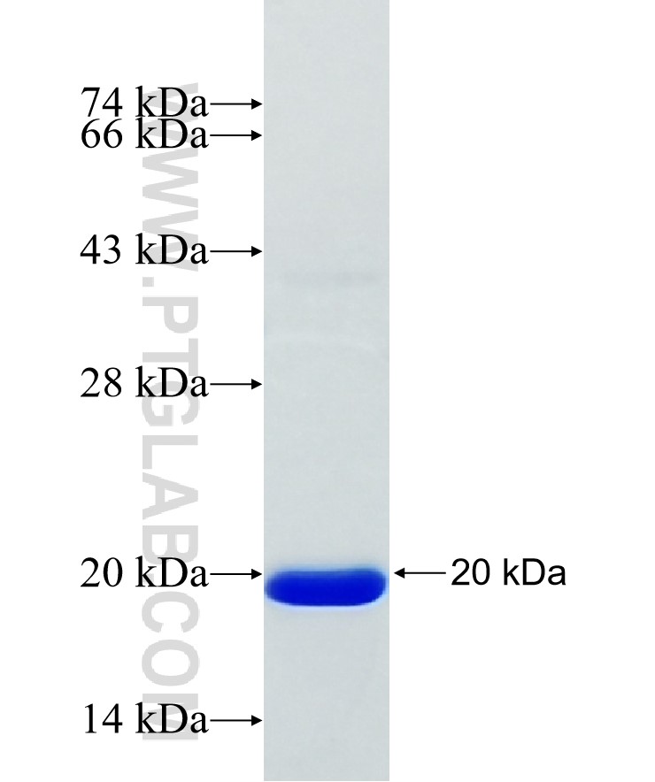 MMP14 fusion protein Ag30772 SDS-PAGE