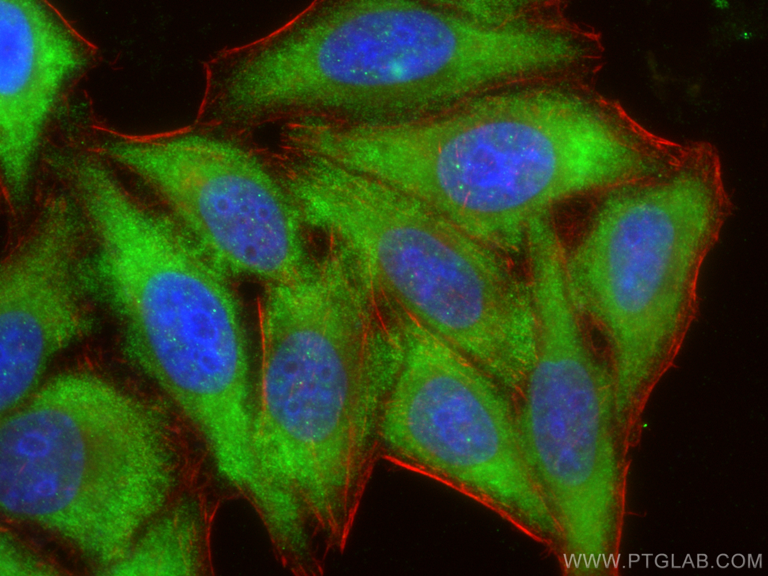 IF Staining of HepG2 using 10373-2-AP